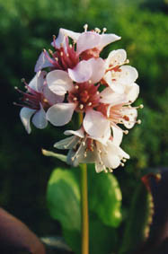 Bergenia stracheyi